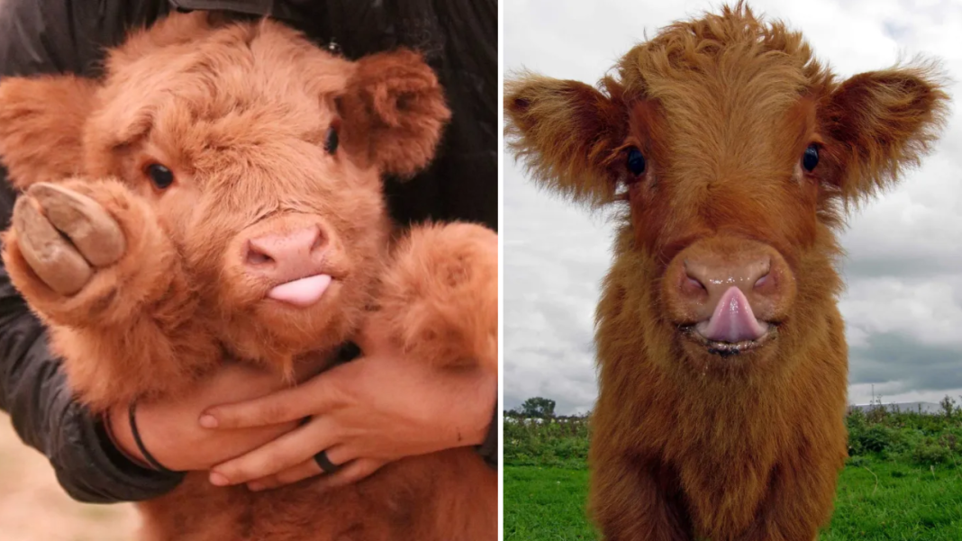 20+ Cute Pictures Of Adorable Young Highland Cattle Calf Adolescents