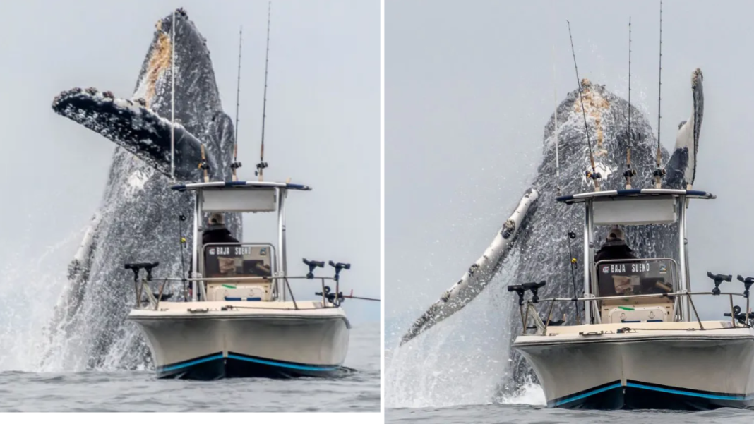 A massive humpback whale was seen majestically emerging from the water.