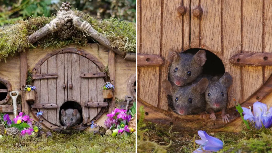 Adorable Village For The Wild Mice In The Garden.