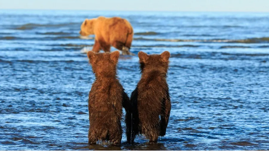 Baby Bears Hold Hands While Mama Bear Goes Hunting