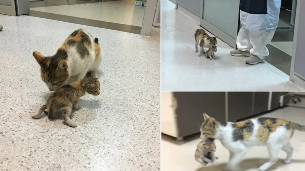 Doctors Hurry To Treat The Sick Kitten Who Was Taken To The Hospital By A Cat Mother