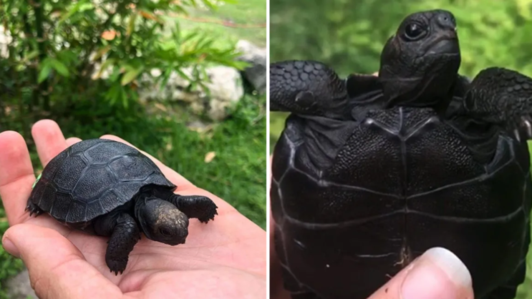 Extremely Rare Black Galapagos Tortoise Babies