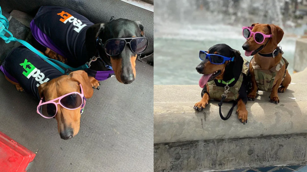 FedEx driver takes his puppies for deliveries after daycare closes.