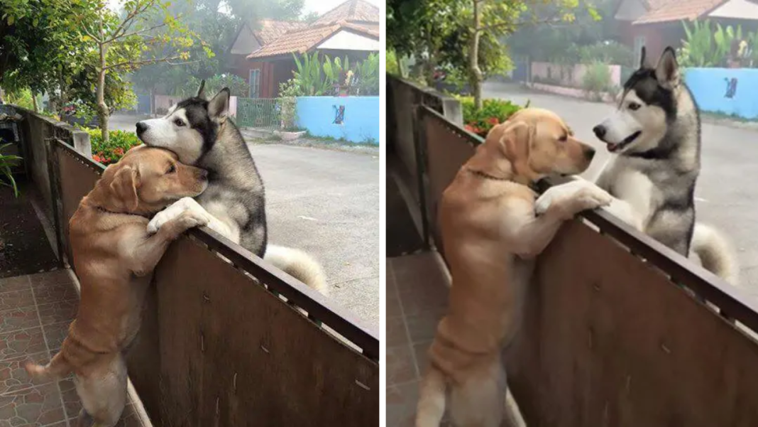 The Dog Next Door Comforts His Friend