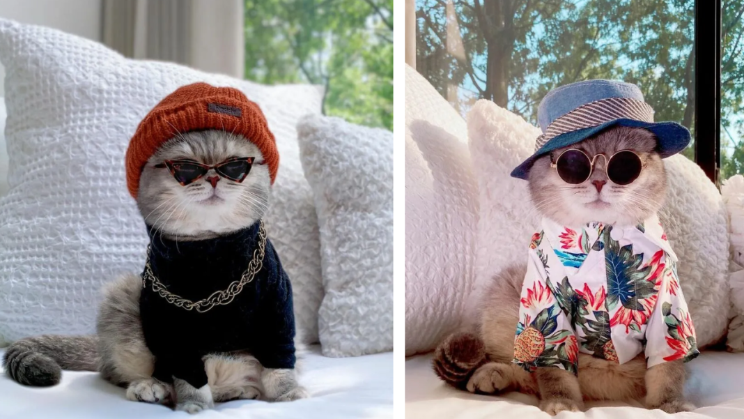 This Forgotten Cat Turns Into A Well-Known Instagram Model—20 Images