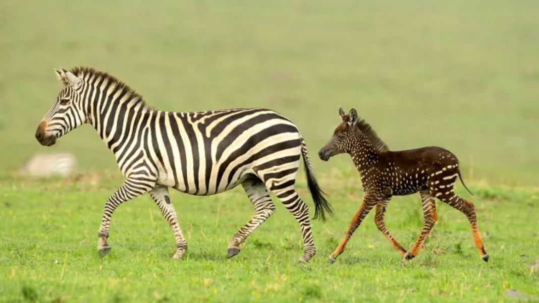 This baby was born with spots instead of stripes.