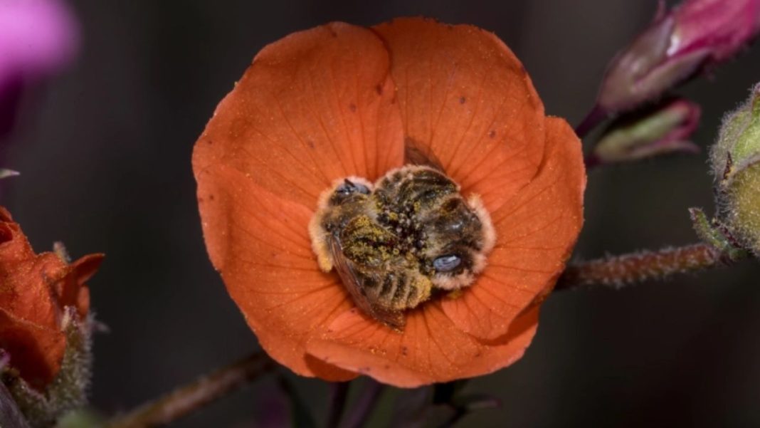 Here's a bee species that sleep in flowers, and it's as sweet as it sounds.