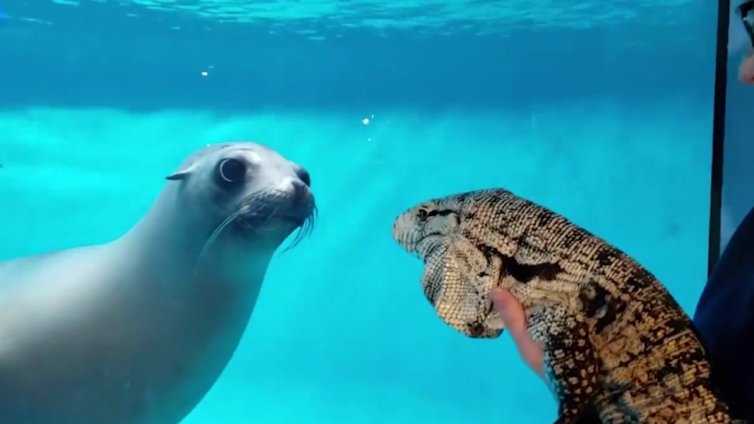 Zoo Animals Seeing Each Other for the First Time Made Our Hearts Melt